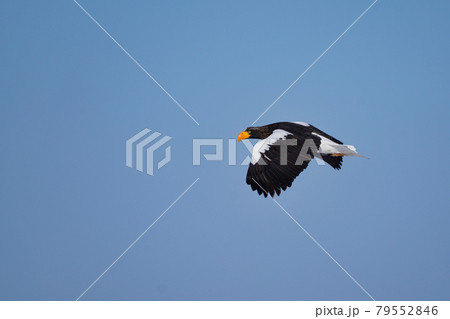 青空を優雅に飛ぶオオワシ 青空を優雅に飛ぶオオワシ 79552846