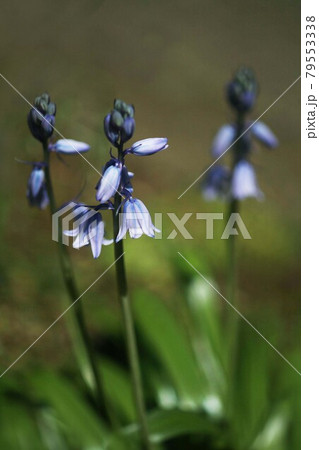 ヒアシンソイデス ヒスパニカの花 ヒアシンソイデス ヒスパニカの花 79553338
