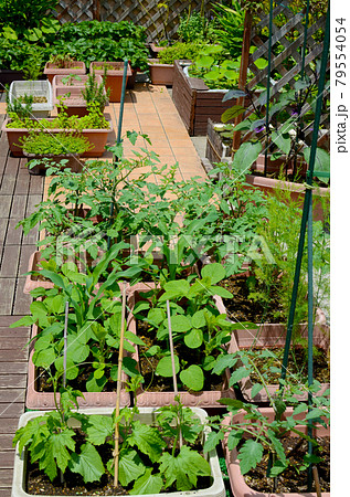 プランターで家庭菜園 いろいろな野菜を育てて楽しいおうち時間 プランターで家庭菜園 いろいろな野菜を育てて楽しいおうち時間 79554054