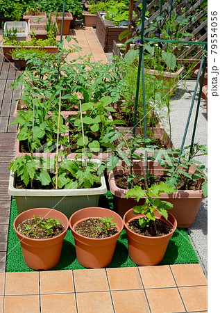 プランターで家庭菜園 いろいろな野菜を育てて楽しいおうち時間の写真素材 [79554056] - PIXTA