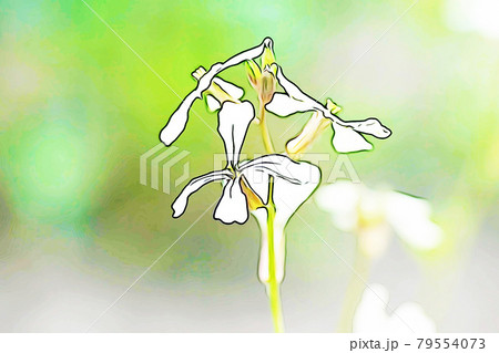 パステル調　”ハーブ　ルッコラの花”　イラストイメージ　 79554073