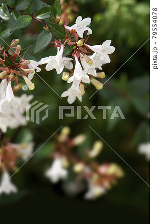 白いハナゾノツクバネウツギの花 白いハナゾノツクバネウツギの花 79554078