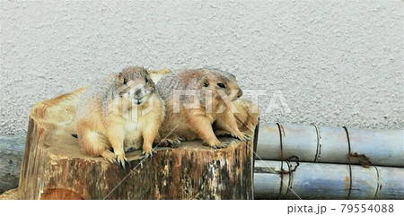 二匹並んだプレーリードック 二匹並んだプレーリードック 79554088