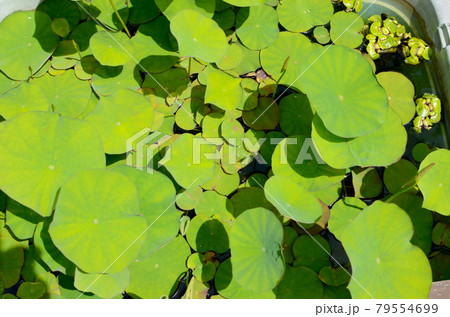 ビオトープのある生活　元気に日差しを浴びる、ハスの葉 79554699