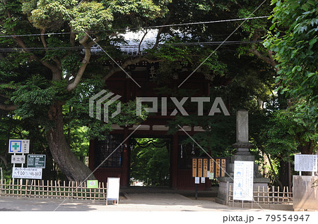水無月の本土寺 水無月の本土寺 79554947