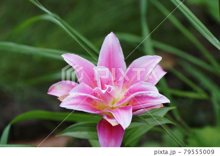 ローズリリー Roselily ローズリリー Roselily 79555009