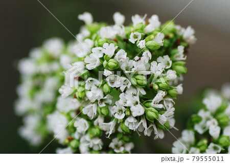 オレガノ Oregano オレガノ Oregano 79555011