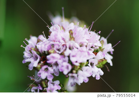 オレガノ Oregano オレガノ Oregano 79555014