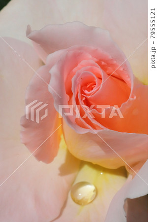 花巻温泉バラ園2021 79555121