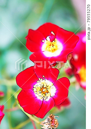 パステル調 満開のバラの花 イラストイメージのイラスト素材