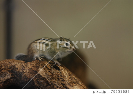 じっととまって何かを見ているシマリス じっととまって何かを見ているシマリス 79555682