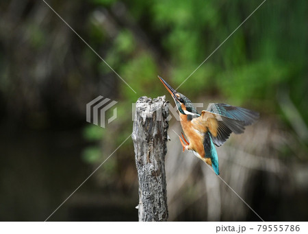 止まり木のカワセミ 79555786