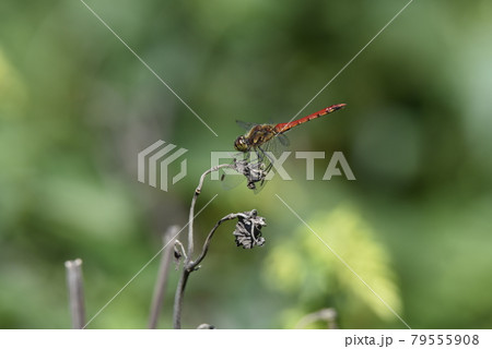 アキアカネトンボ 79555908