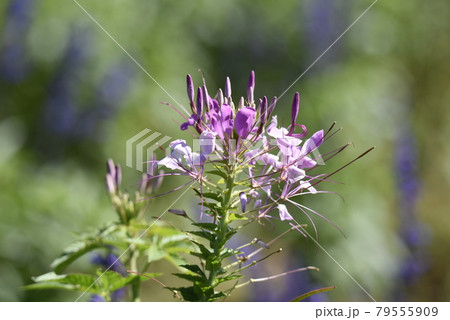 赤い花赤い花 79555909