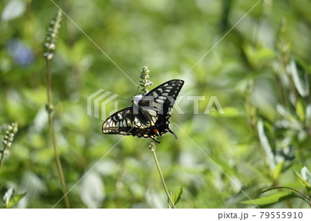 アゲハチョウ 79555910