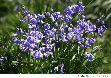 ヒアシンソイデス ヒスパニカの花 ヒアシンソイデス ヒスパニカの花 79556445