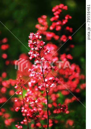 ヒューケラの赤い花の写真素材