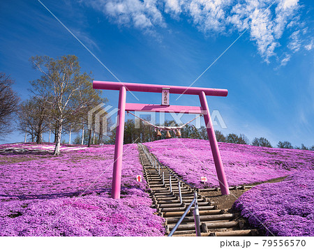 東藻琴芝桜公園 東藻琴芝桜公園 79556570