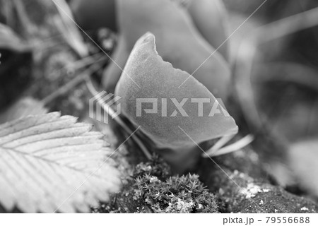 Auricularia auricula-judae grows on a fallen wood in a forest among moss Auricularia auricula-judae grows on a fallen wood in a forest among moss 79556688