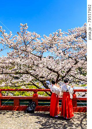 祐徳稲荷神社の桜 巫女さん 【佐賀県鹿島市】 祐徳稲荷神社の桜 巫女さん 【佐賀県鹿島市】 79557902