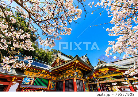 祐徳稲荷神社の桜　【佐賀県鹿島市】 79557908