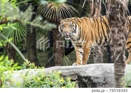 睨みを効かせたスマトラトラ　仙台市太白区 79558383