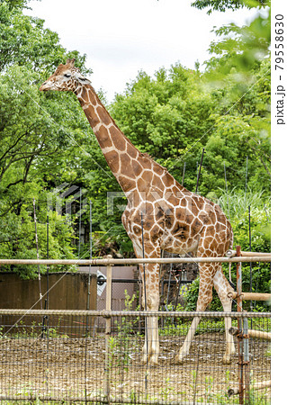 動物園の風景　アミメキリン　宮城県仙台市 79558630