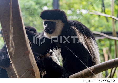 動物園の風景　アビシニアコロブス　仙台市太白区 79558712
