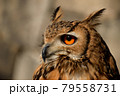 ミナミワシミミズク 79558731