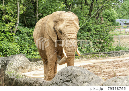 動物園の風景　アフリカゾウ　宮城県仙台市 79558766