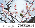メジロと梅の花　大阪城公園 79558914