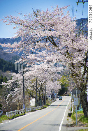 【山梨県道志村】道志みちの桜 【山梨県道志村】道志みちの桜 79559064