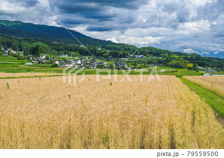 小麦畑と田舎の風景 松本市 小麦畑と田舎の風景 松本市 79559500