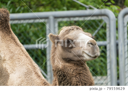 動物園の風景 フタコブラクダの顔 仙台市太白区 動物園の風景 フタコブラクダの顔 仙台市太白区 79559629