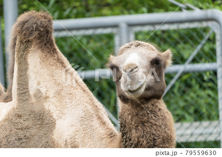 動物園の風景　フタコブラクダの顔　仙台市太白区 79559630