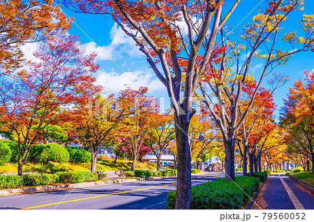 紅葉したケヤキの街路樹 79560052