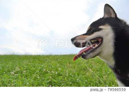 遠くを見つめる柴犬 79560550