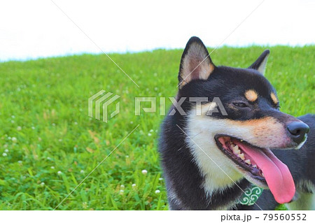 舌を出して暑がる柴犬 舌を出して暑がる柴犬 79560552