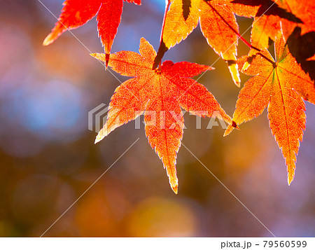 鮮やかな紅葉 鮮やかな紅葉 79560599