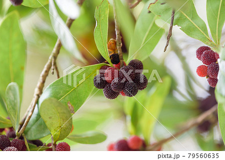 樹上の熟れたヤマモモの実 樹上の熟れたヤマモモの実 79560635