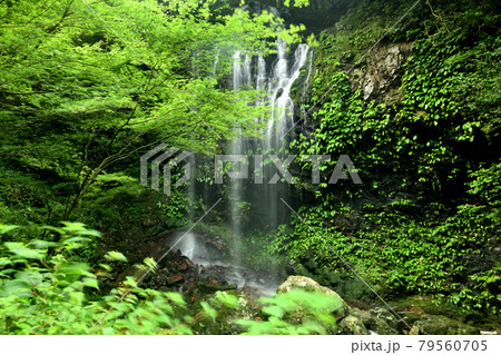 涼みの滝 【 和歌山県日高郡日高川町山野】 涼みの滝 【 和歌山県日高郡日高川町山野】 79560705