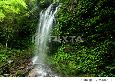涼みの滝 【 和歌山県日高郡日高川町山野】 涼みの滝 【 和歌山県日高郡日高川町山野】 79560711