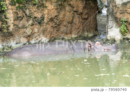 動物園の風景 水中で昼寝をするカバ 宮城県仙台市 動物園の風景 水中で昼寝をするカバ 宮城県仙台市 79560740