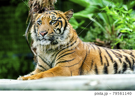 動物園の風景 睨みを効かせたスマトラトラ 仙台市太白区 動物園の風景 睨みを効かせたスマトラトラ 仙台市太白区 79561140