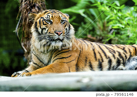動物園の風景 睨みを効かせたスマトラトラ 仙台市太白区 動物園の風景 睨みを効かせたスマトラトラ 仙台市太白区 79561146