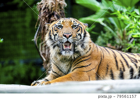動物園の風景 睨みを効かせたスマトラトラ 仙台市太白区 動物園の風景 睨みを効かせたスマトラトラ 仙台市太白区 79561157