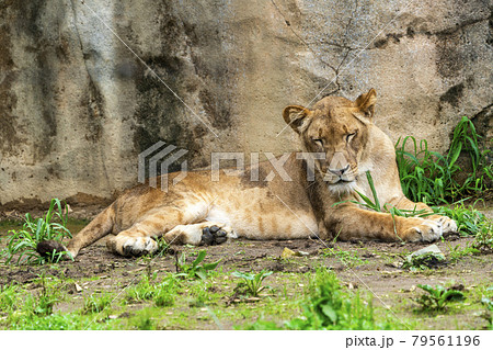 動物園の風景 メスのライオン 宮城県仙台市 動物園の風景 メスのライオン 宮城県仙台市 79561196