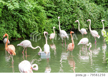 動物園の風景　フラミンゴ　宮城県仙台市 79561250