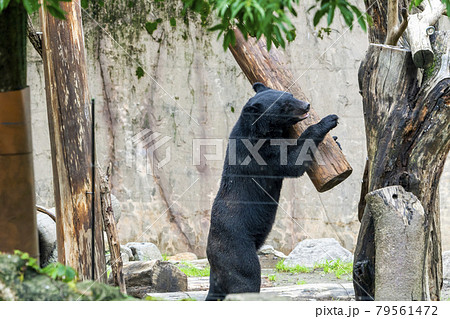 動物園の風景 丸太で遊ぶツキノワグマ 宮城県仙台市の写真素材