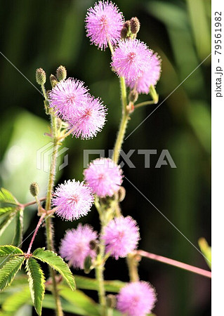 ポンポンのような可愛いオジギソウの花の写真素材